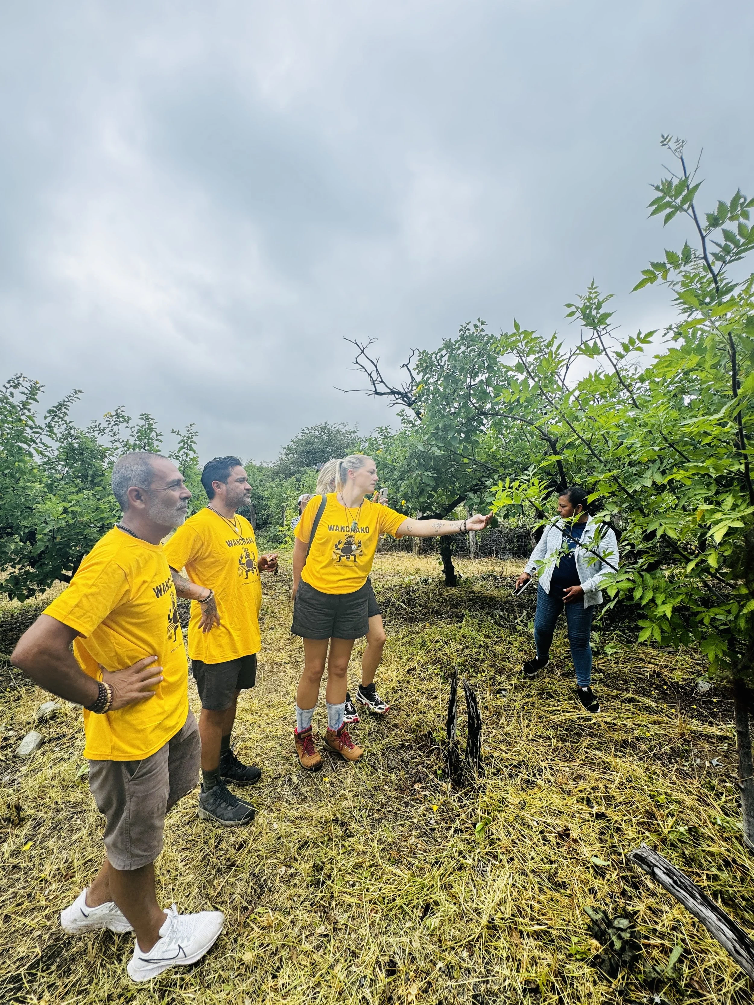 Group of people in yellow T-shirts and casual clothing standing outdoors in a green orchard, listening to a woman who appears to be explaining something about the plants.