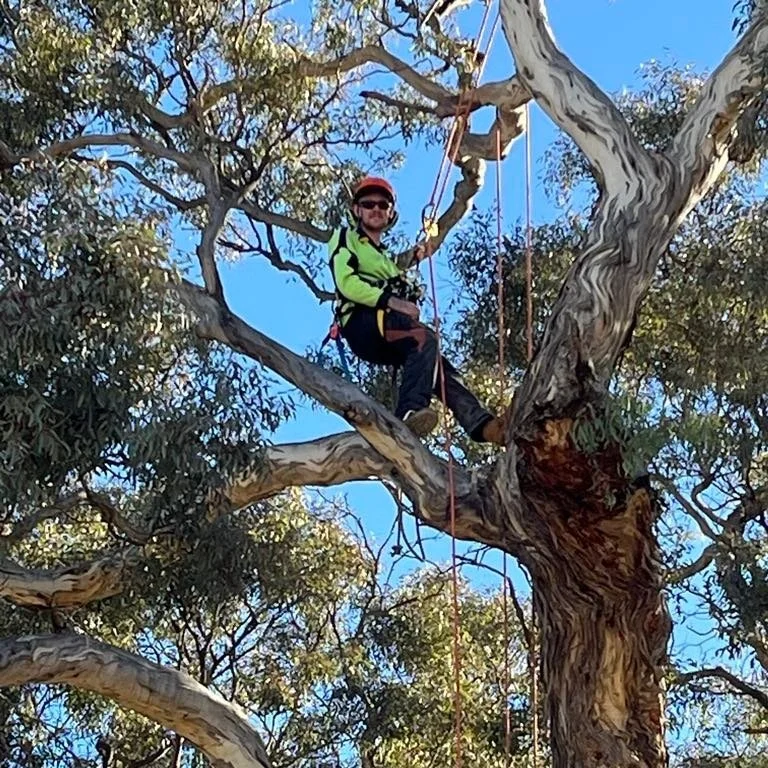 Tree Pruning