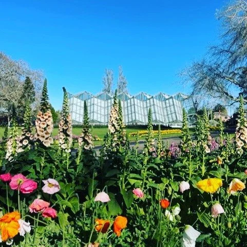Spring has sprung in the gardens, but there is still some of the craggy beauty of winter in the late-blossoming trees. 

#gardenlove #botanicalgardens #gardening #visitballarat #beautifulballarat
