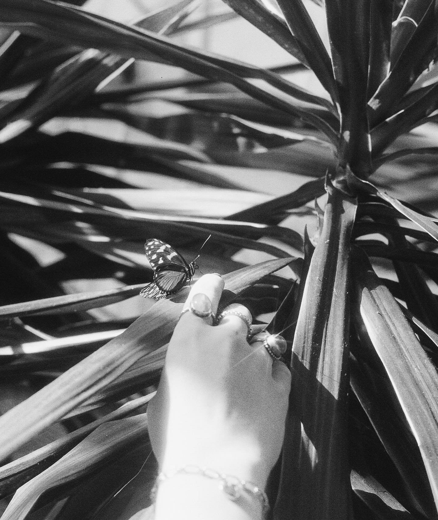 More butterflies in black and white :)