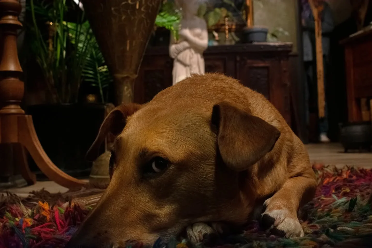 Why is Hank so sad? 

Trick question, he's not. He's a faker. The biggest faker that ever faked. He'll be up to the same ol tricks in the shop tomorrow. Don't be fooled

#hank #apothecary #downtownwallawalla #shopdog