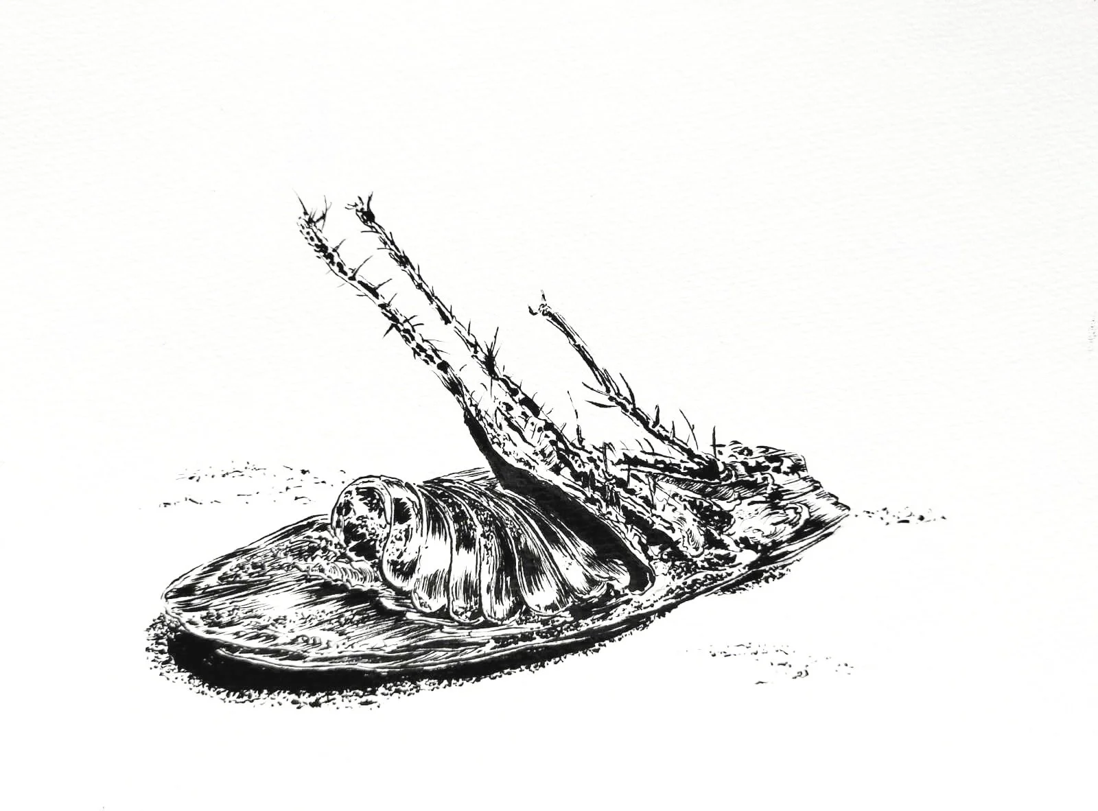 ink drawing on paper