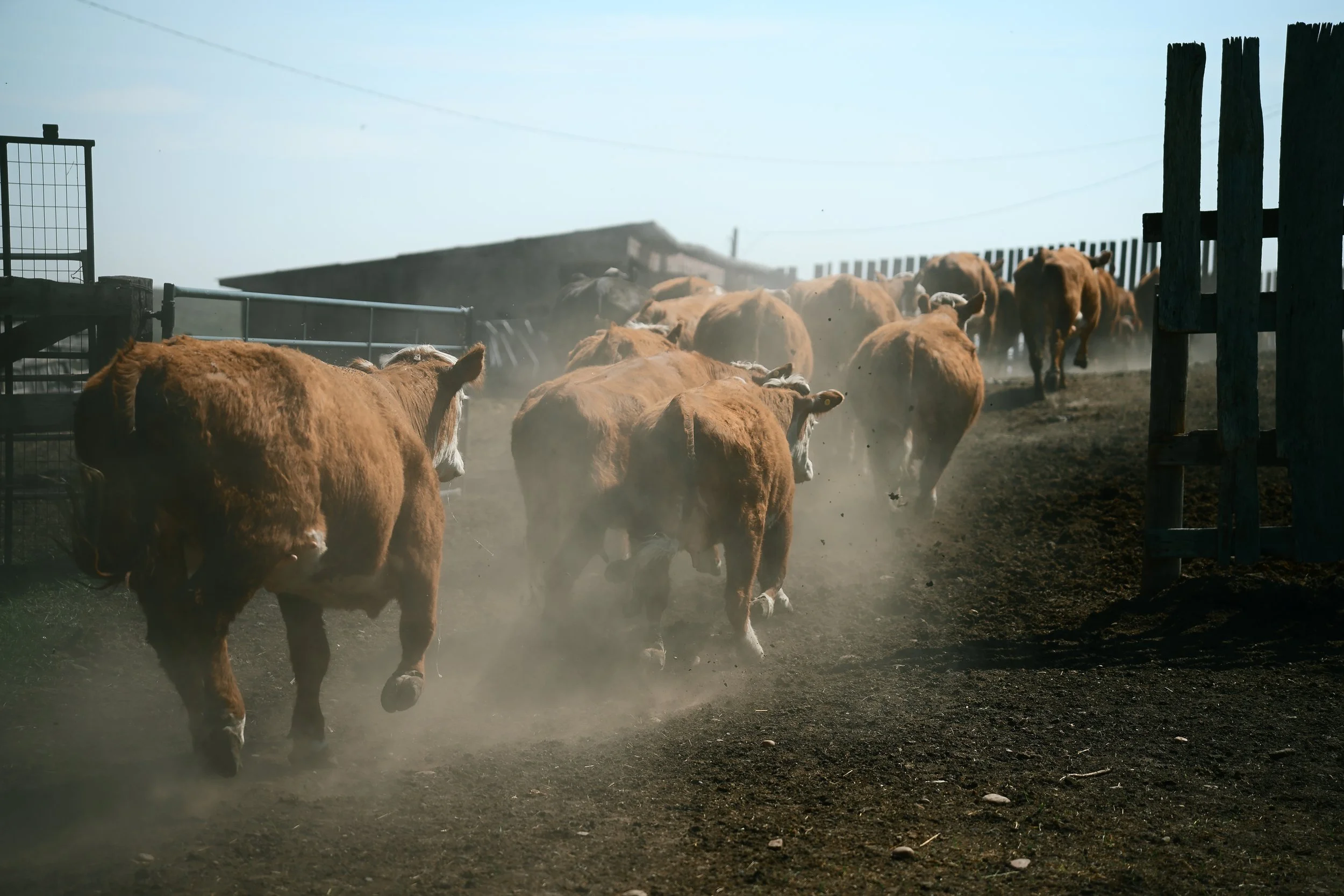 COWS.jpg
