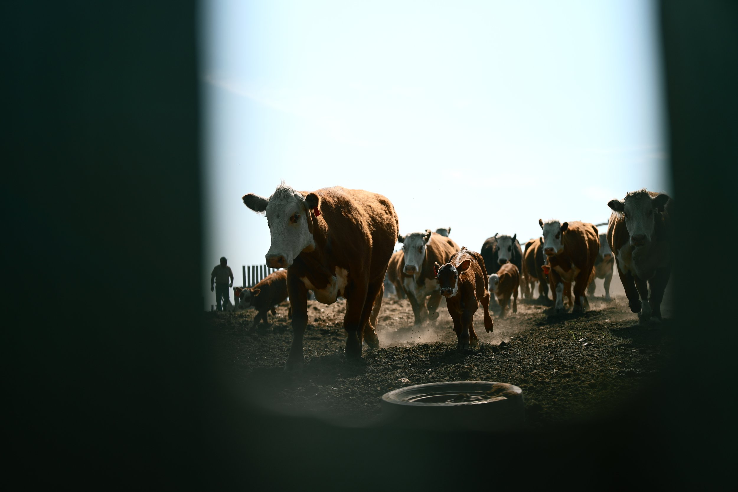 COWS-055.jpg