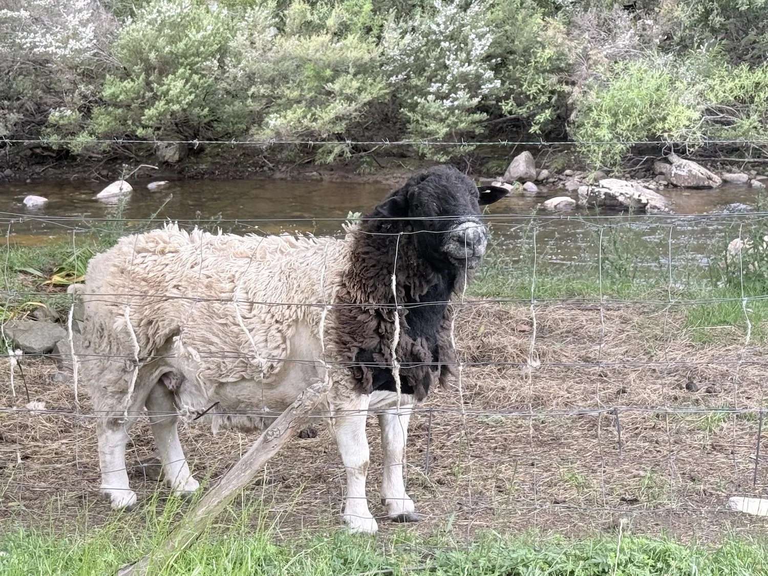 Rambo the sheep. High performance home rammed earth shou sugi ban timber cladding passive house architect Hobart Tasmania by Loubser Workshop