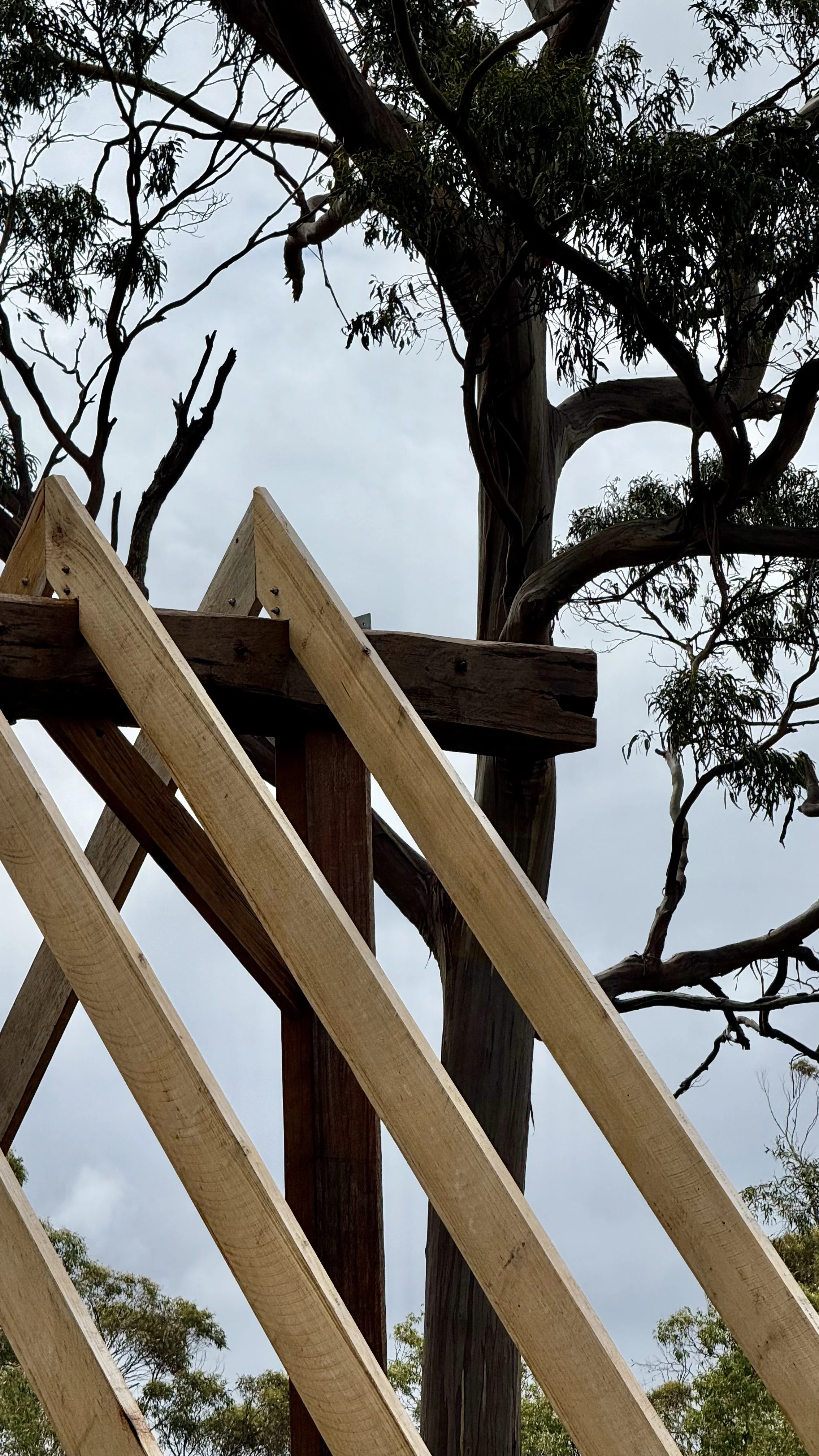 Bicheno Bushbuck. Salvaged timber post and beam structure