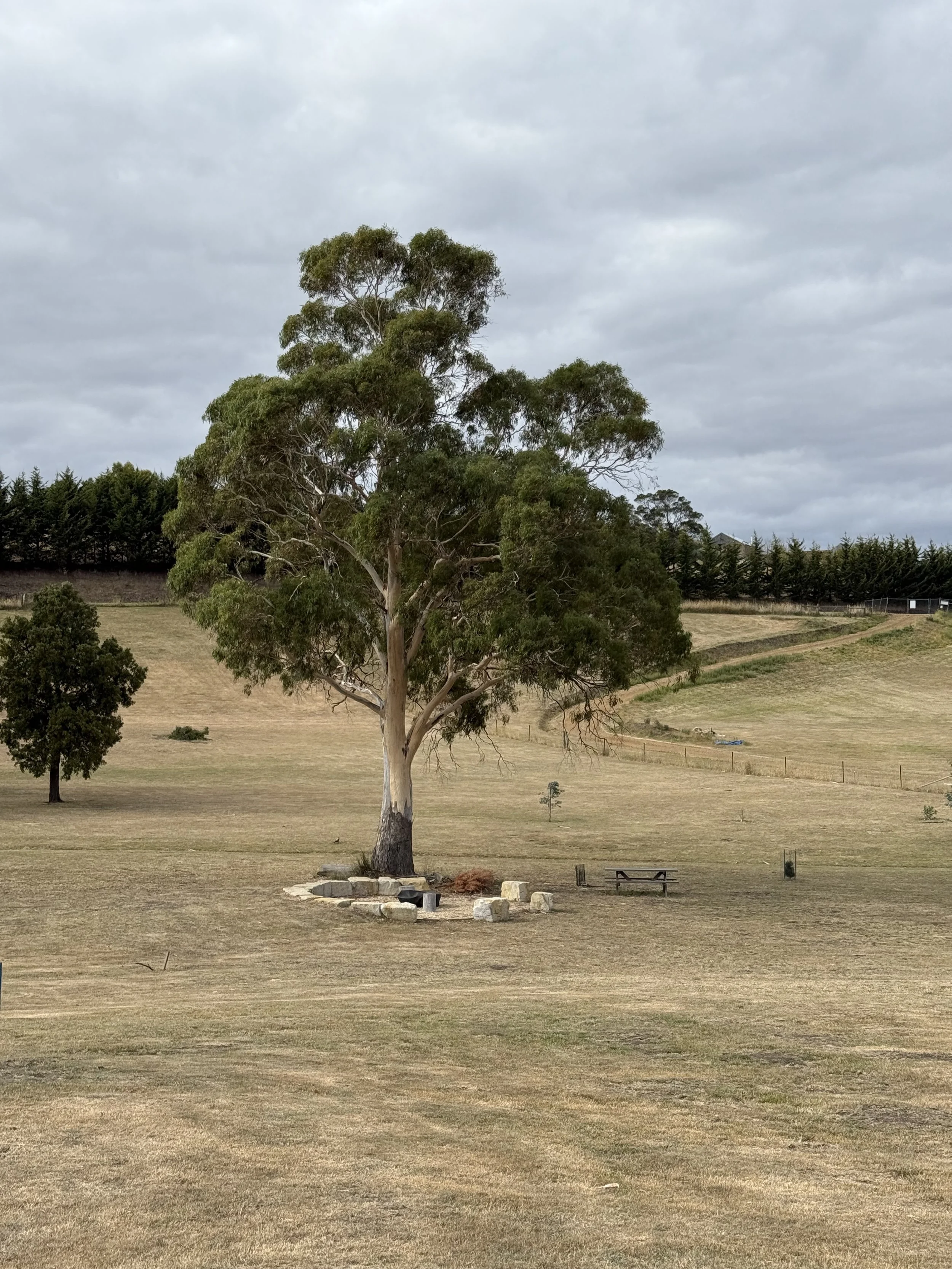 Aspect Passivhaus. Site context photo showing gum tree by architect Michael Loubser from Loubser Workshop