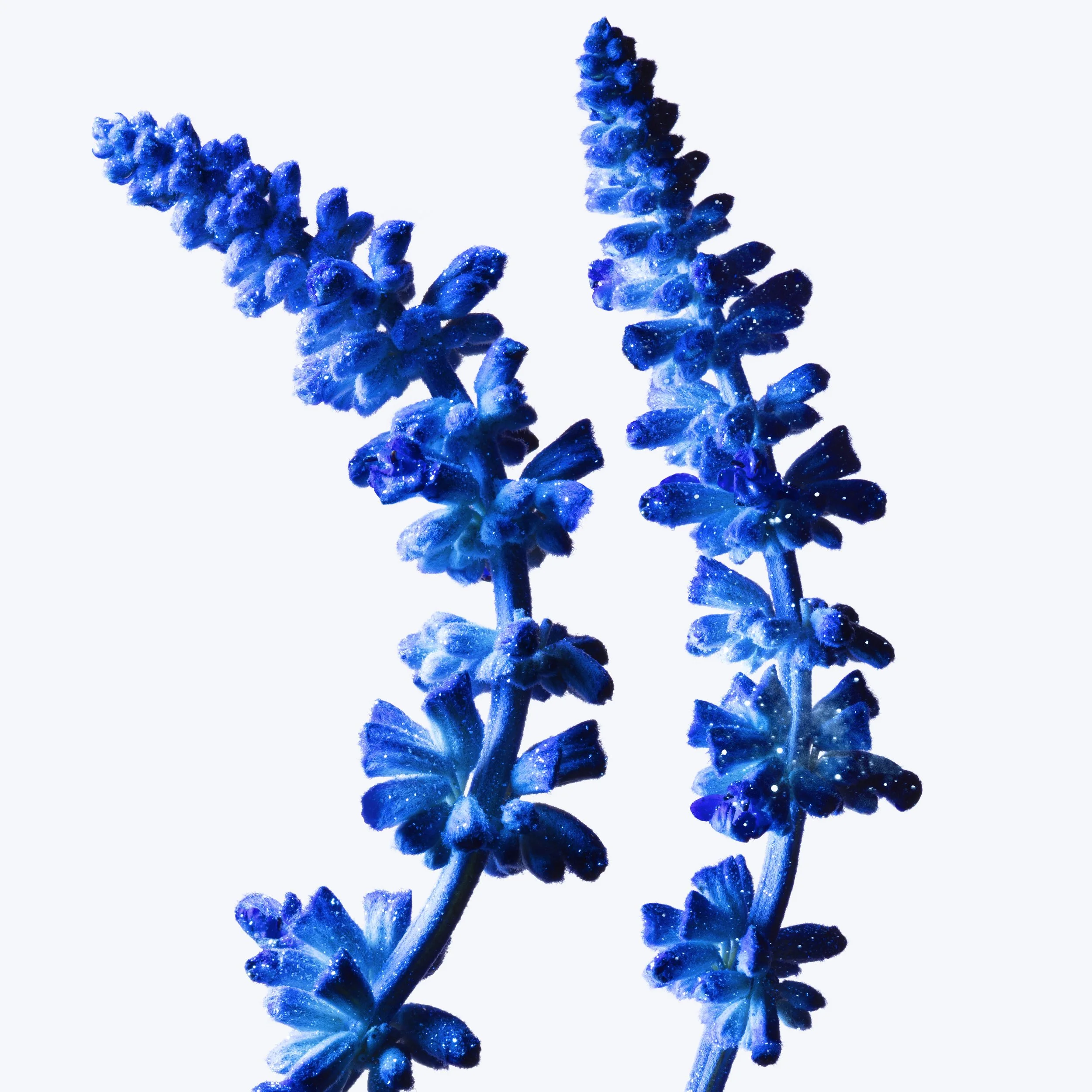 Mugler_2025_Amen Stellar_Solo Ingredient Lavande_1x1.jpg