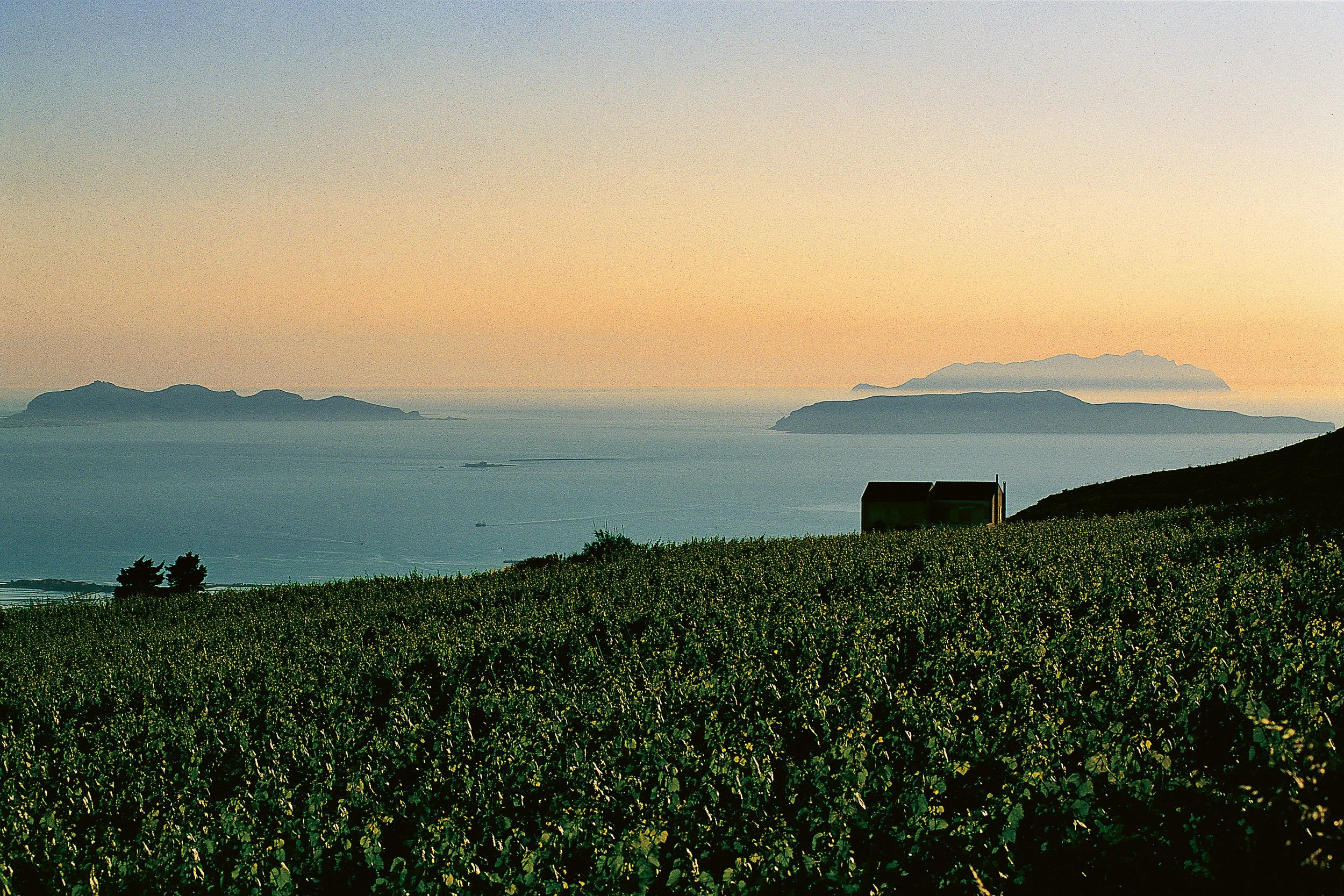 Vineyards and Egadi Islands - Erice SB WEB ONLY.jpg