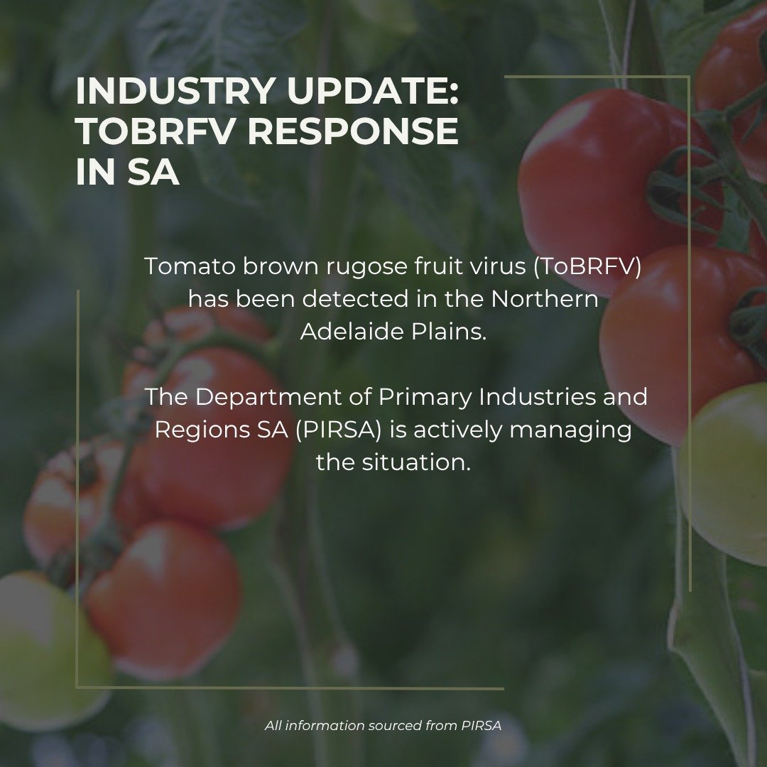 📢 Important Biosecurity Update from PIRSA

On Thursday 29 May, PIRSA released a key industry update regarding the Tomato Brown Rugose Fruit Virus (ToBRFV) response in SA.

We&rsquo;ve put together a quick summary to help you understand what&rsquo;s 