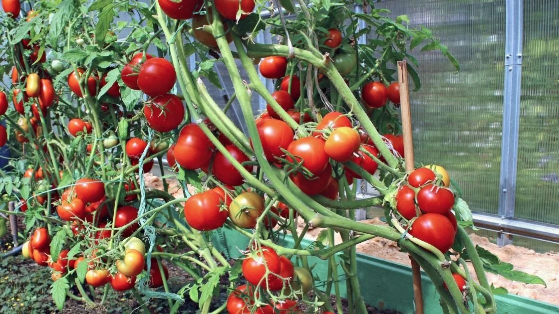 Update from PIRSA: South Australia is now officially free of Tomato Brown Rugose Fruit Virus (ToBRFV).

Following extensive testing of over 200,000 samples across 109 properties, no detections of the virus have been recorded since March 2025. This ha
