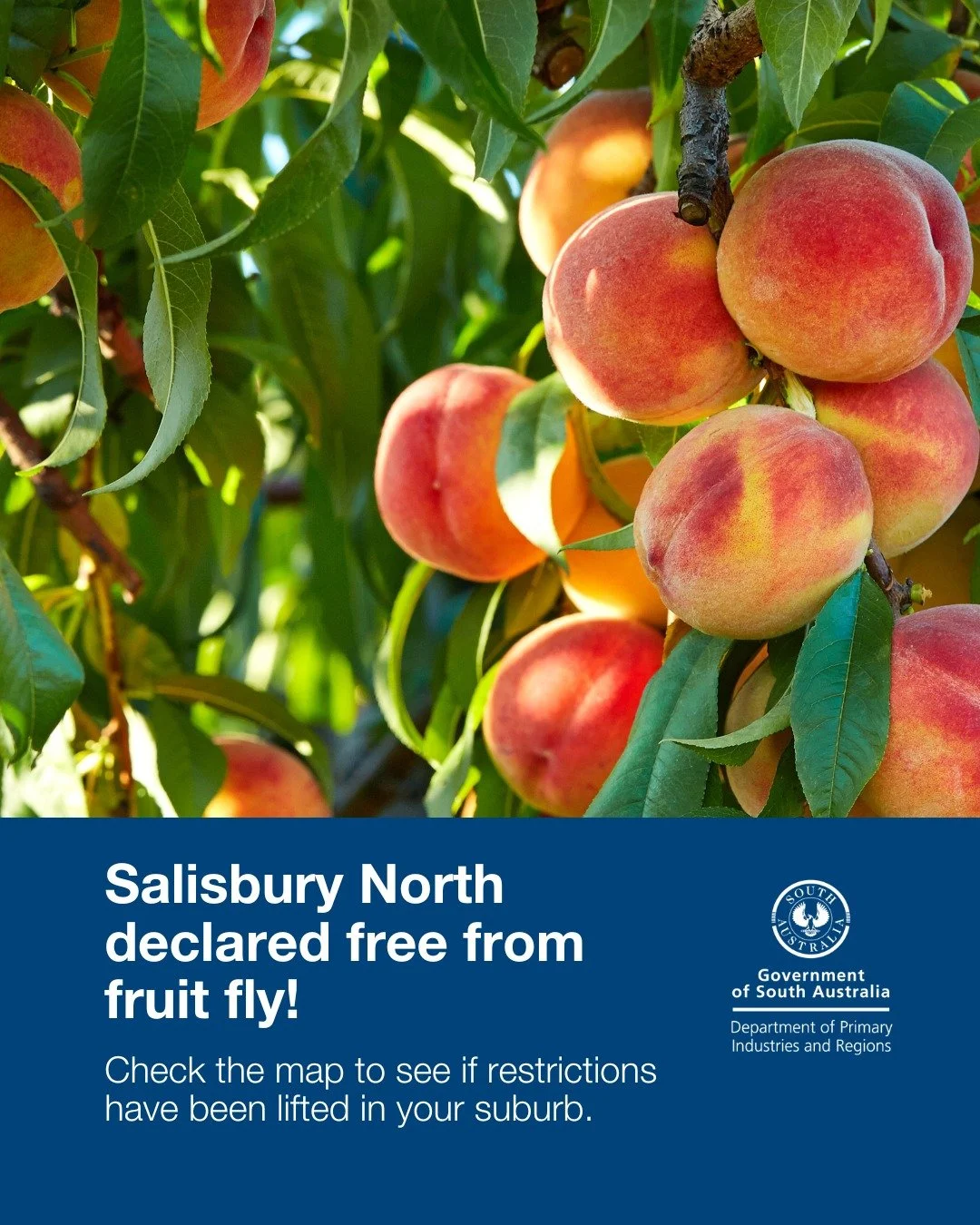 📢 Update from PIRSA &ndash; Fruit Fly Outbreak

PIRSA has announced that the Salisbury North Queensland fruit fly outbreak officially ended on Saturday, 6 December 2025, following successful eradication activities &mdash; another positive milestone 