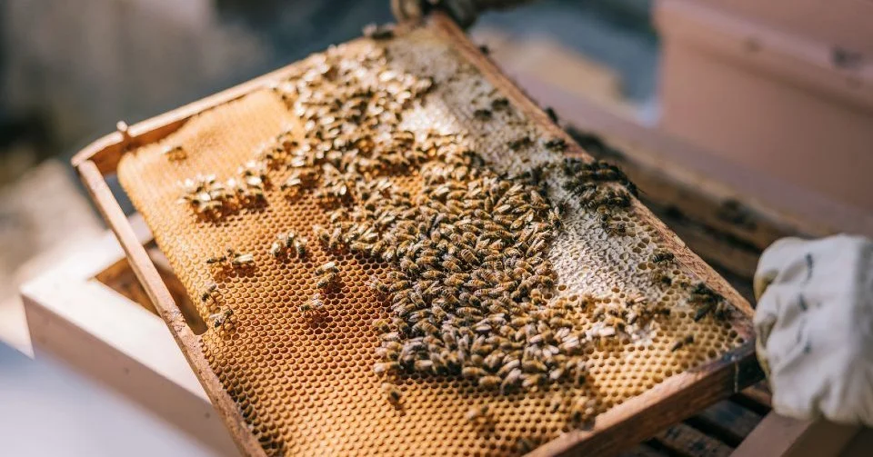 We&rsquo;d like to bring to your attention an important communication recently issued by PIRSA regarding the detection of the varroa destructor honeybee mite at multiple locations across South Australia. This is a significant development for all poll