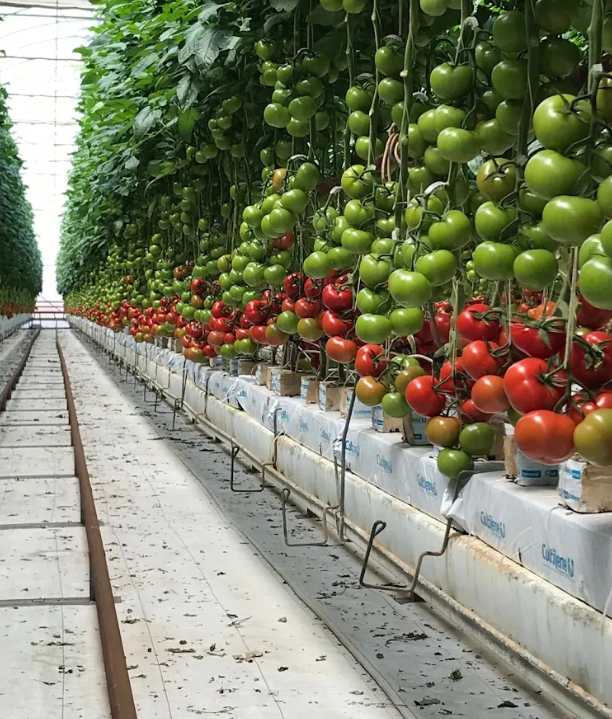 Screenshot 2025-06-25 130806[99].png