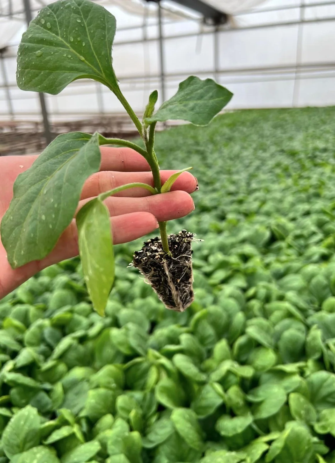 Image 30-4-2025 at 12.25 PM.jpeg