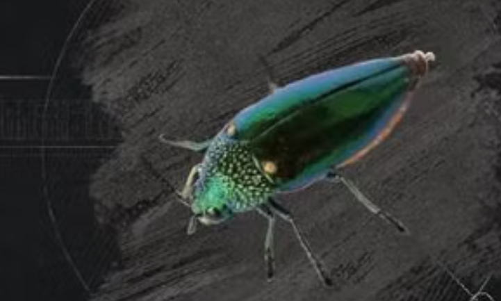 Crimson Desert Jewel Beetle: Where to Find Them