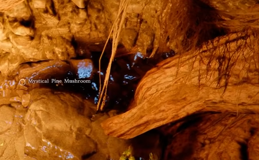 Crimson Desert Mystical Pine Mushroom: Location and Fix
