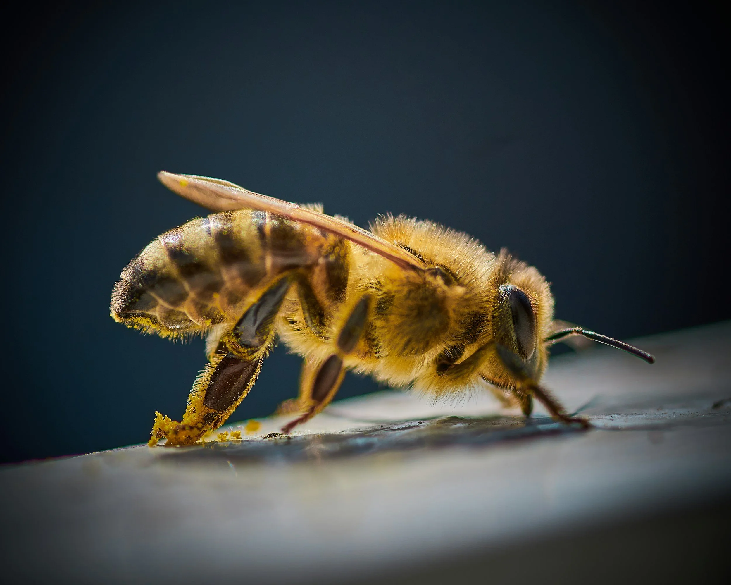 Why Bees Are Important