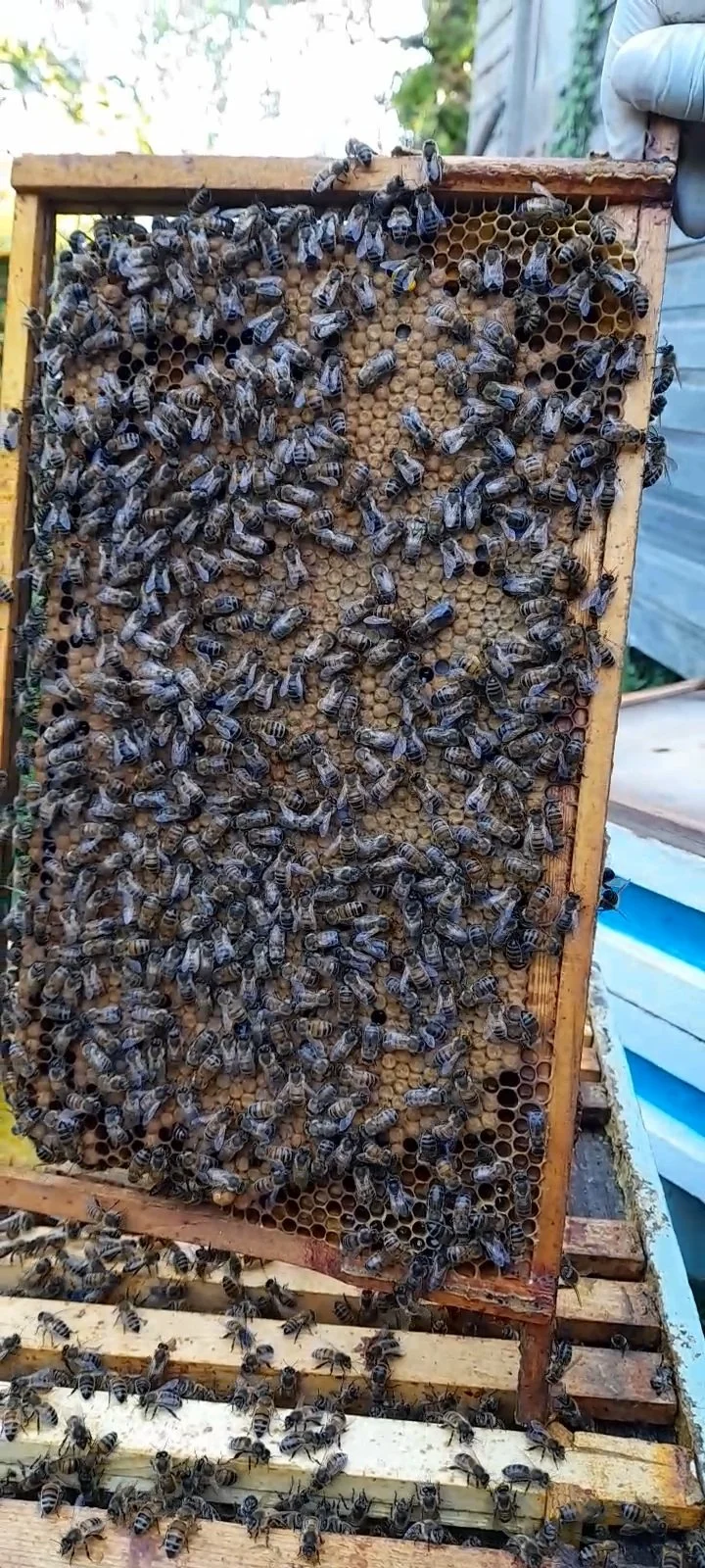 Can Beekeeping Be Profitable?
