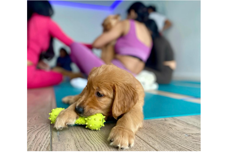 Pathways and Puppy Yoga