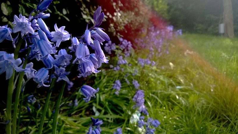 NEW🪻Bluebell Woods of Wanstead &amp; Epping Forest