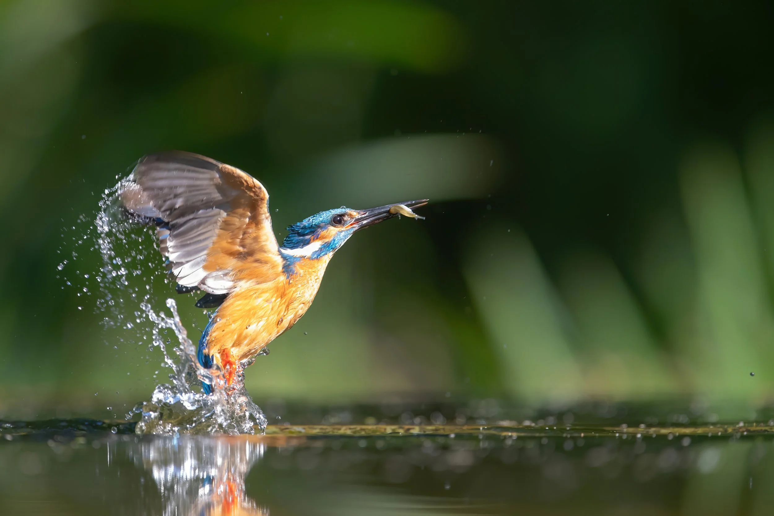 Kingfisher flying from water with fish in beak