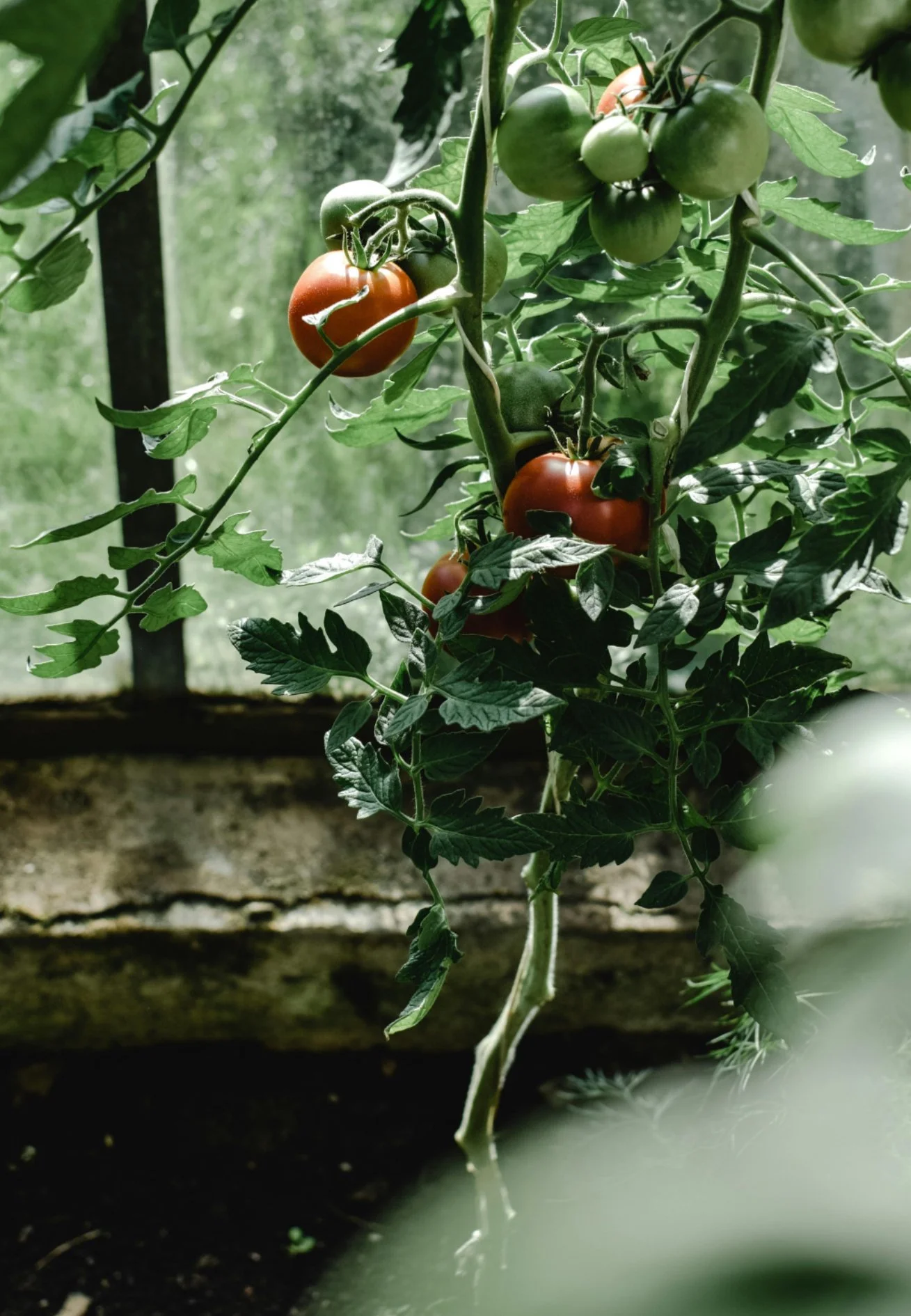 consular citizenship services eliminated.