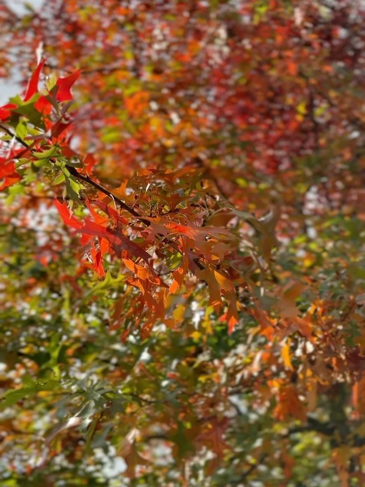 Unapologetically Her!

She walks with a quiet kind of confidence&mdash;
not loud, not loud at all.
Just steady.
Certain.
Grounded in who she is becoming.
No rush. No noise. No performance.
Just alignment.
This is what happens
when a woman stops prete