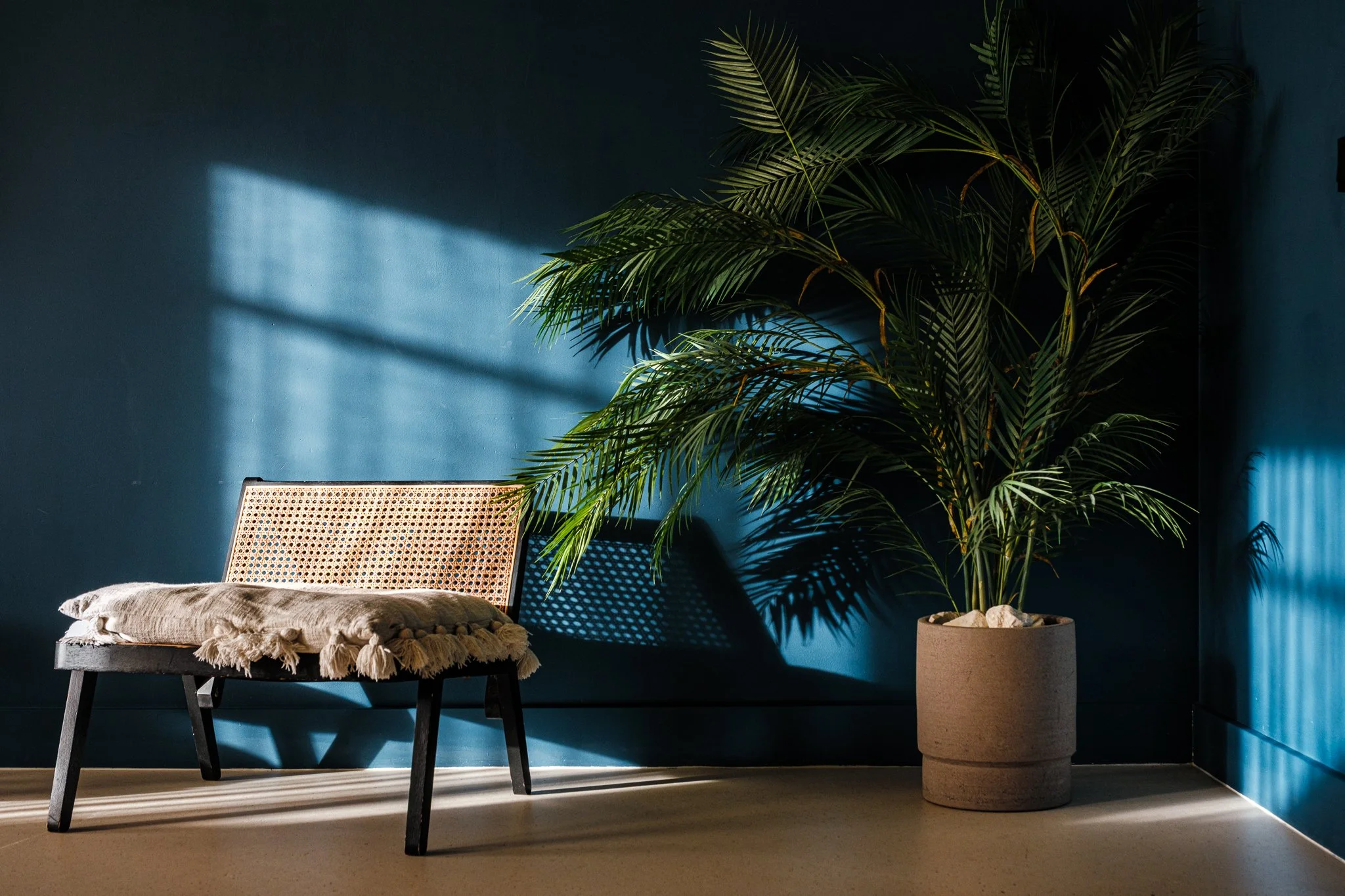 Interior scene with a blue wall, a rattan-backed chair with a beige cushion and fringed blanket, and a large potted palm tree with shadows cast on the wall by sunlight.