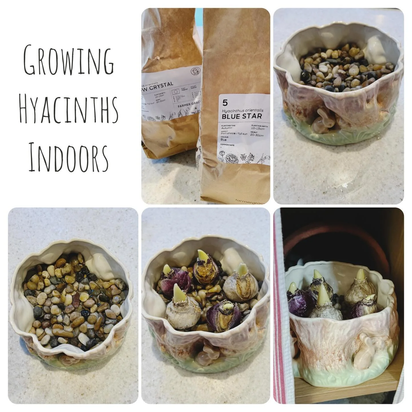 Antidote to January Blues - Hyacinths 

January blues have forced me into action. I&rsquo;m growing Hyacinths, yes that&rsquo;s right, they do remind me of my Nan - and that&rsquo;s a lovely thing!

Here&rsquo;s a simple way to enjoy hyacinths inside