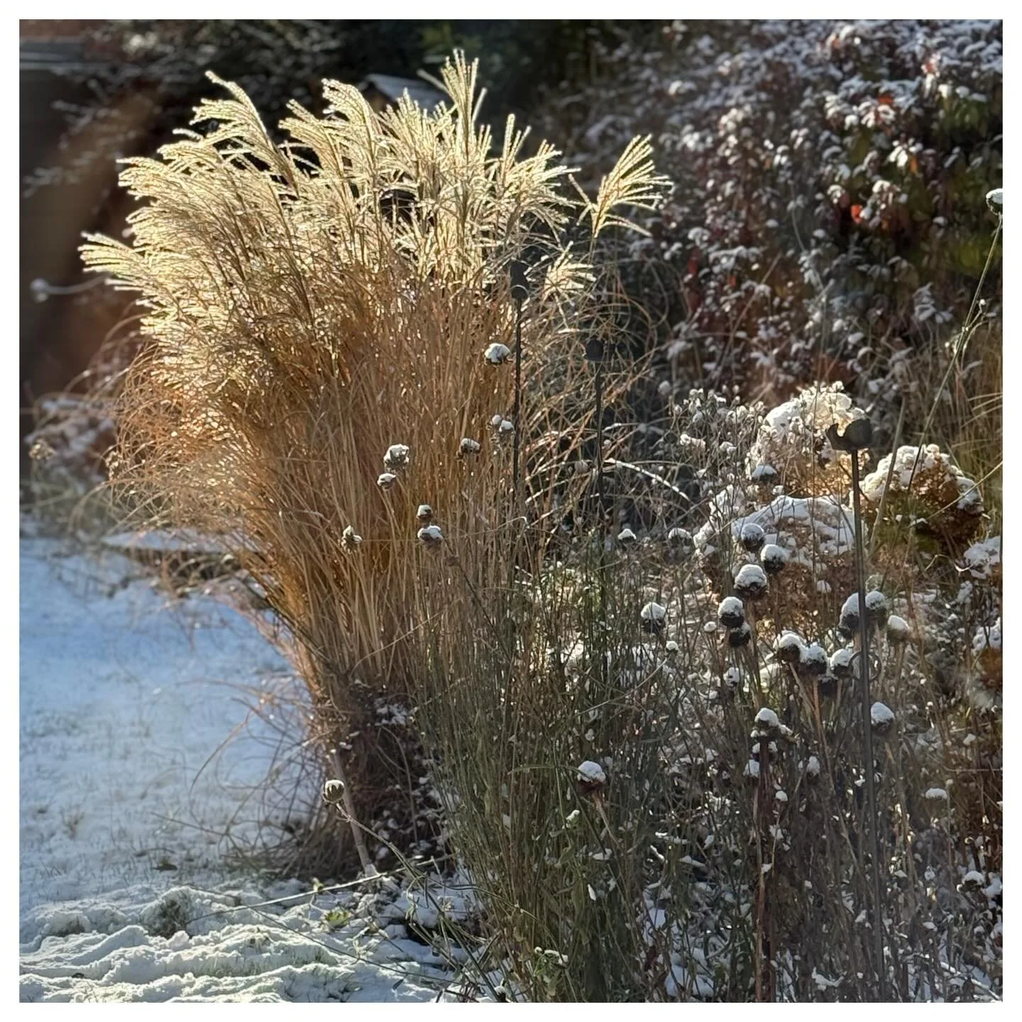 Winter in the garden is never empty - it&rsquo;s just quieter.

Grasses and seedheads come into their own at this time of year, offering structure, movement and light when so much else has faded. 

Frost catches every stem, turning simple forms into 