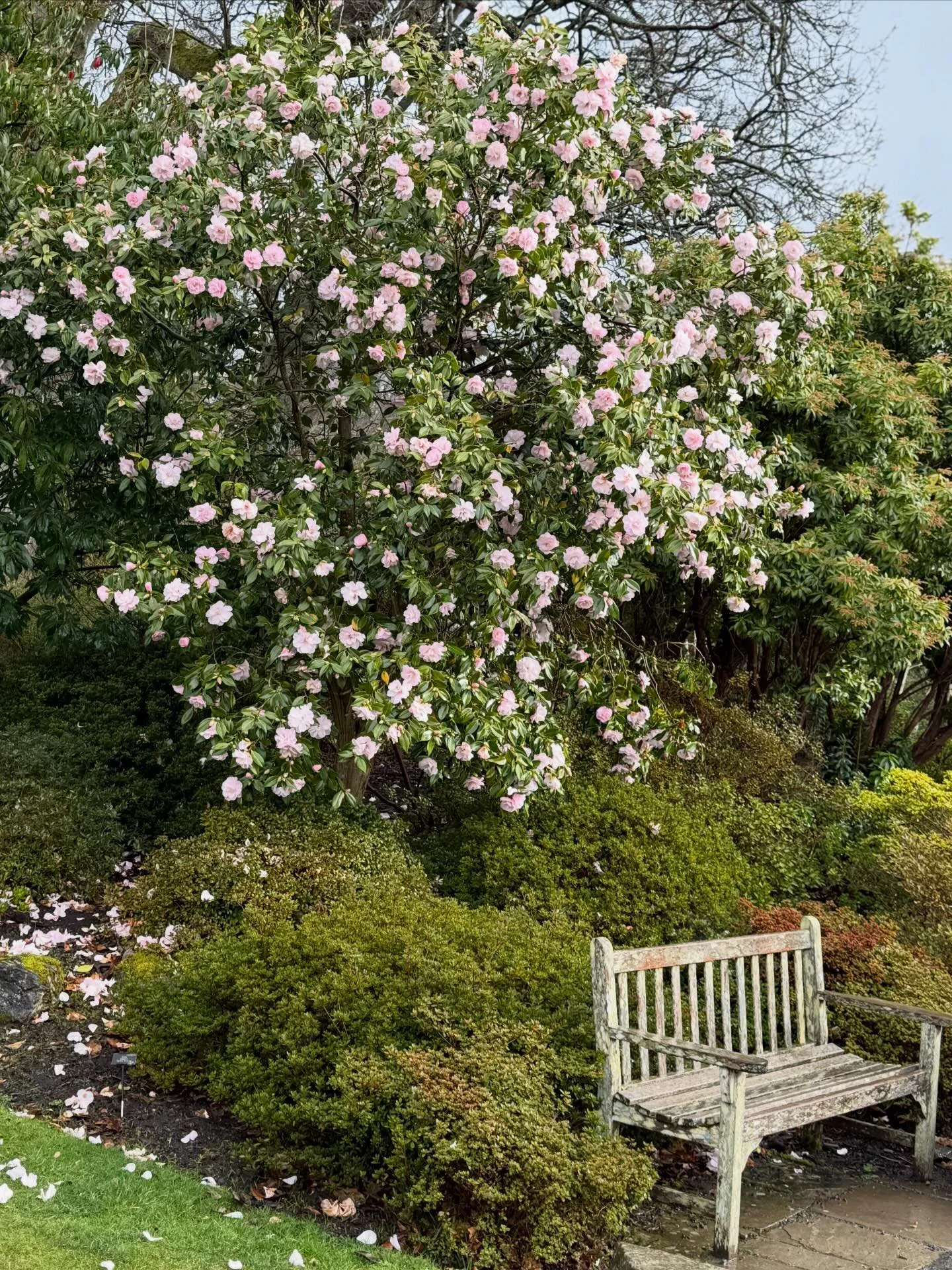 In celebration of the last few days of winter I headed to @bodnantgardennt for a slightly soggy stroll through the magical Winter Garden - a breathtaking celebration of foliage, flowers, bark and scent. 

Mature trees anchor the landscape, joined by 