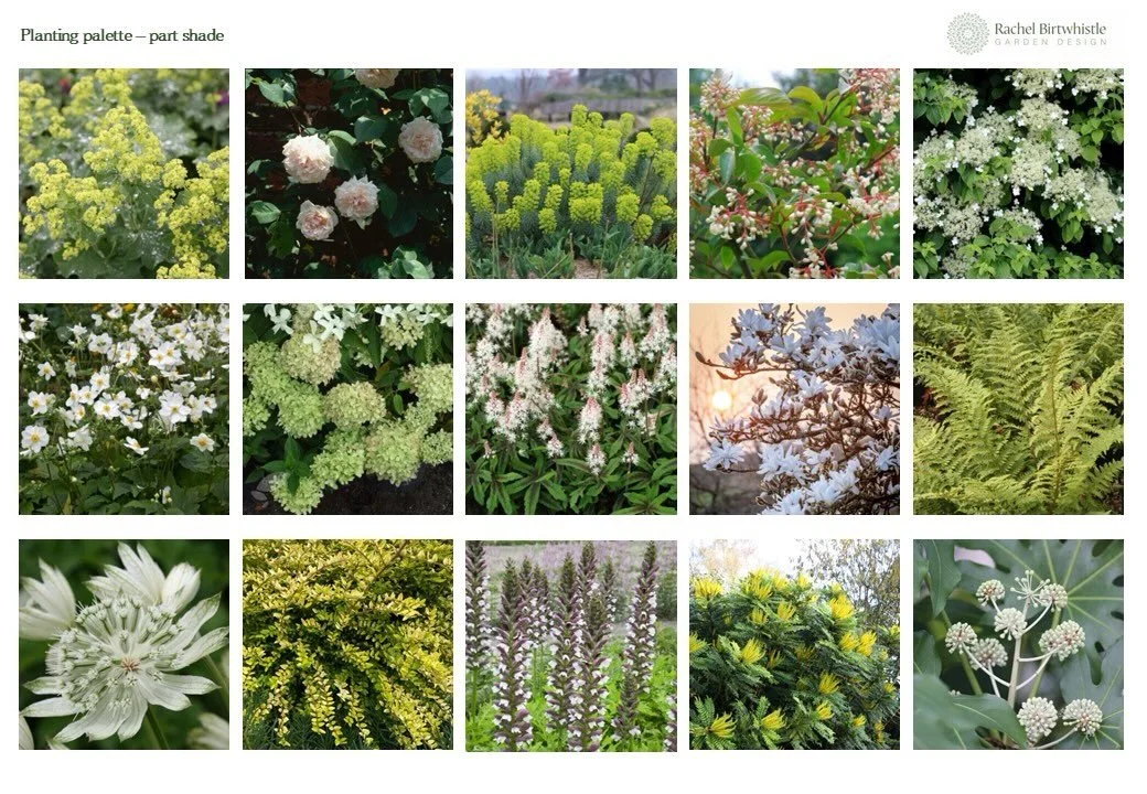 I&rsquo;ve been in my element pulling together this gorgeous planting palette for a part-shade garden.

In shadier spaces, lighter tones really come into their own. I&rsquo;ve kept the colour palette quite restrained, focusing on creams, whites and s