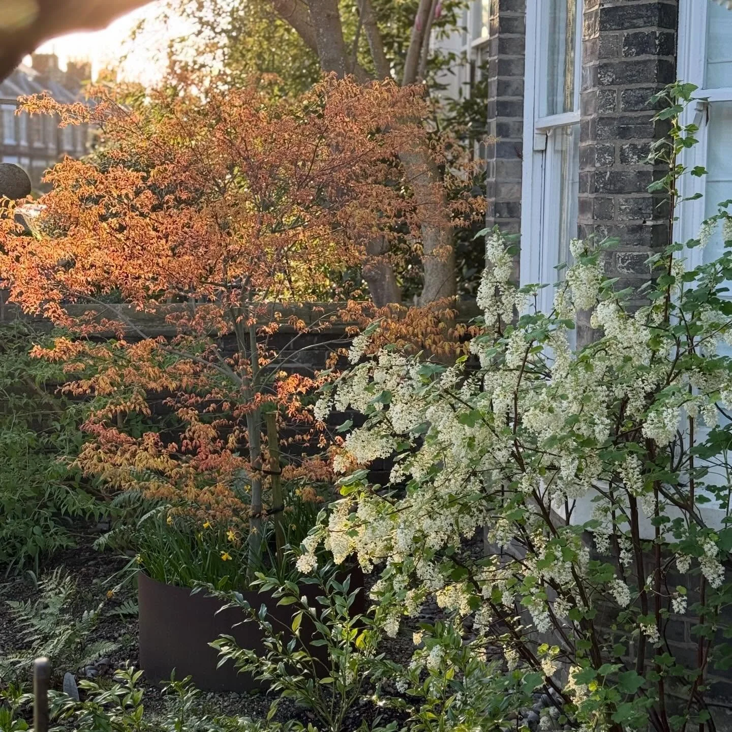 I designed this lovely little front terrace garden three years ago, and it&rsquo;s so rewarding to see how it&rsquo;s settled beautifully into its space.

So often, the focus is on the back garden - but the front is the space that welcomes you home e