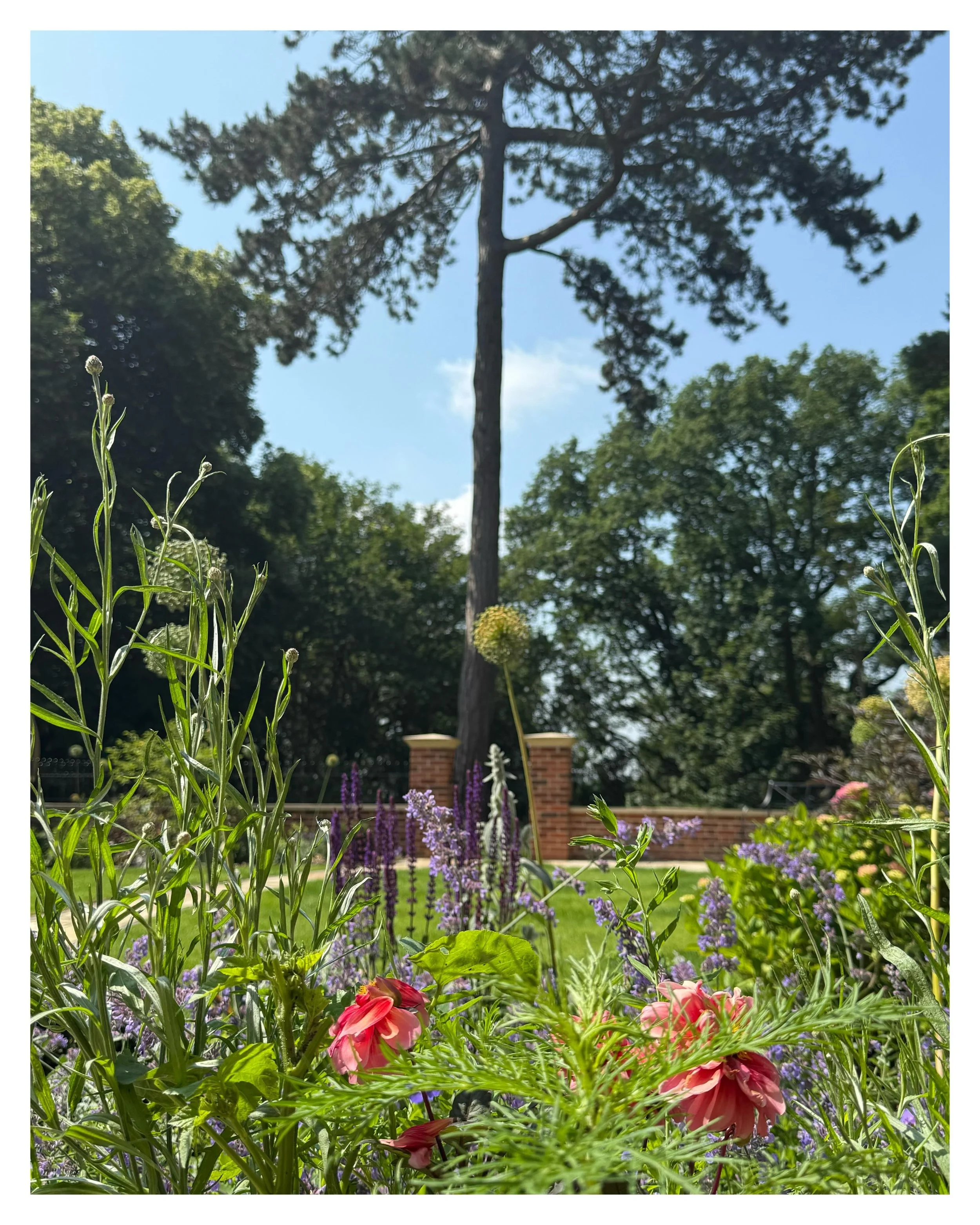 One Shape, Four Seasons

Circles are the thread that ties this garden I designed and planted in 2024, together. From the central lawn and clipped yew spheres to the blooms of Rosa &lsquo;Kent&rsquo;, Hydrangea &lsquo;Annabelle&rsquo;, Knautia, Echina