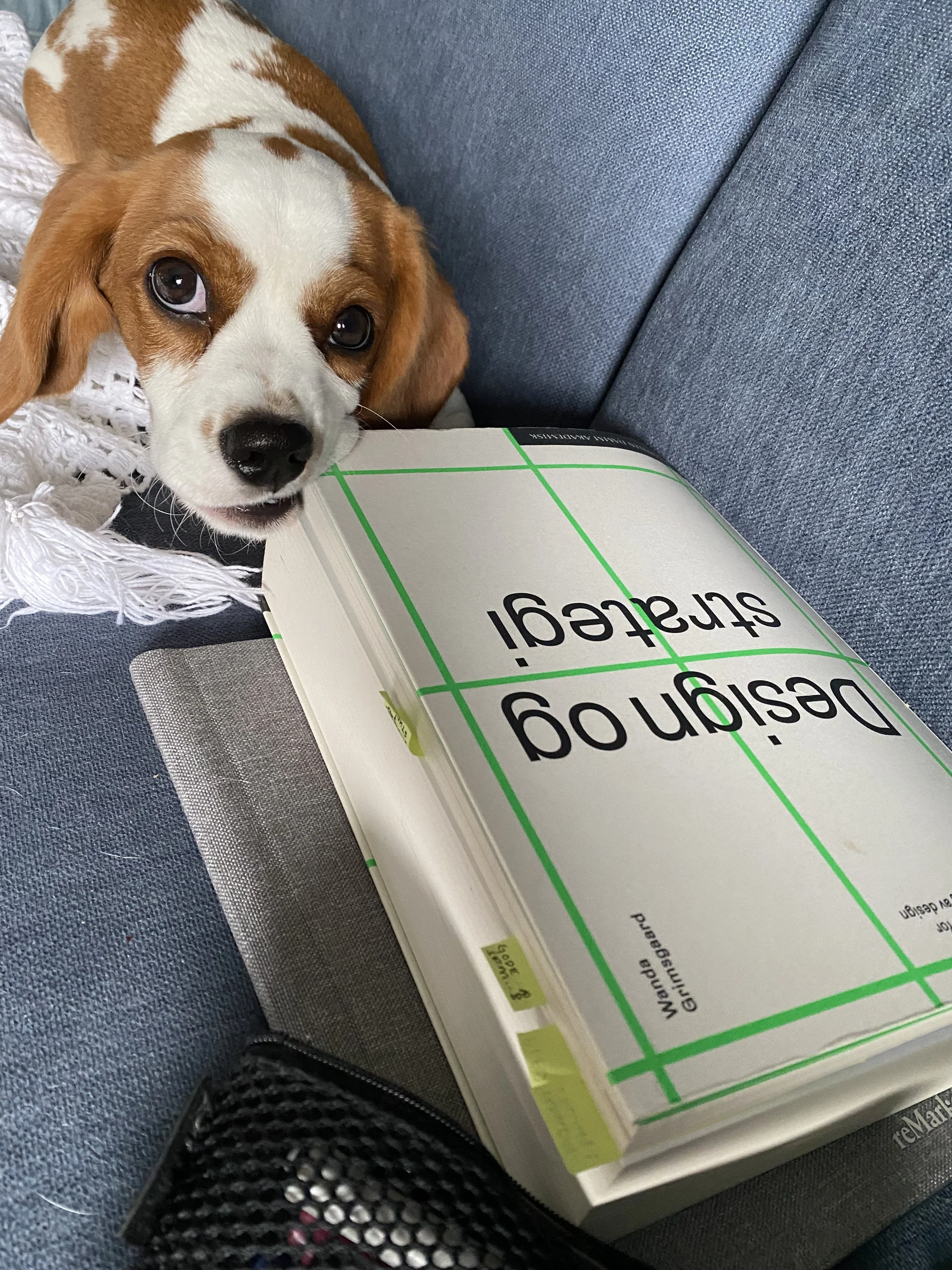 A playful beagle puppy with brown and white coat chewing on a book titled 'Designing Your Stress'. The puppy is on a blue couch, partially over a white lace cloth, with a gray textured surface nearby.