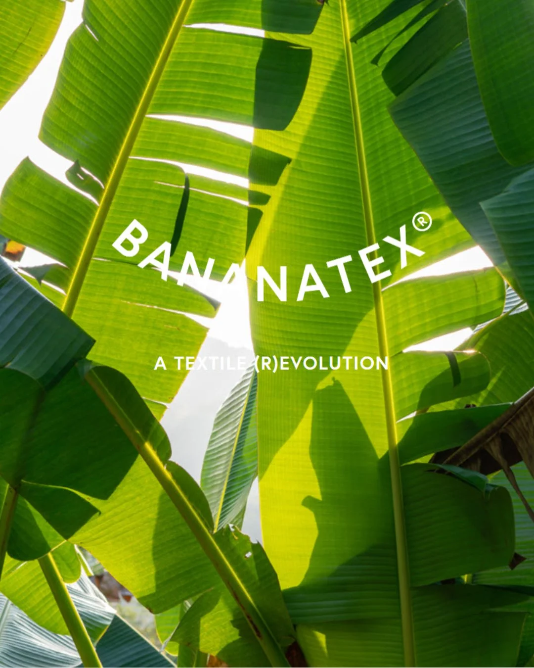 Abacá Pflanze - Bildquelle: Bananatex