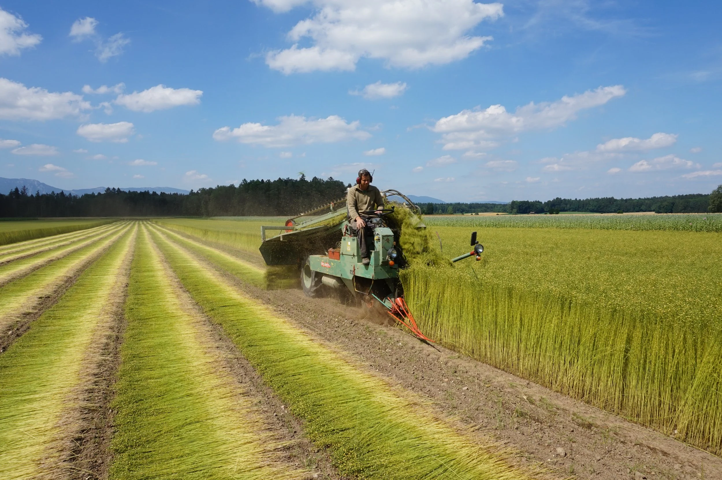 Flachs-Ernte.JPG