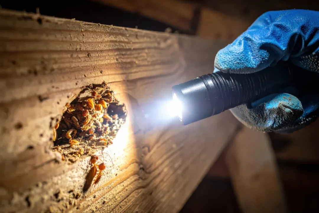 Building and Pest Inspection Campbelltown