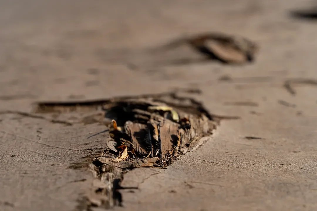 Building and Pest Inspection Woodbine