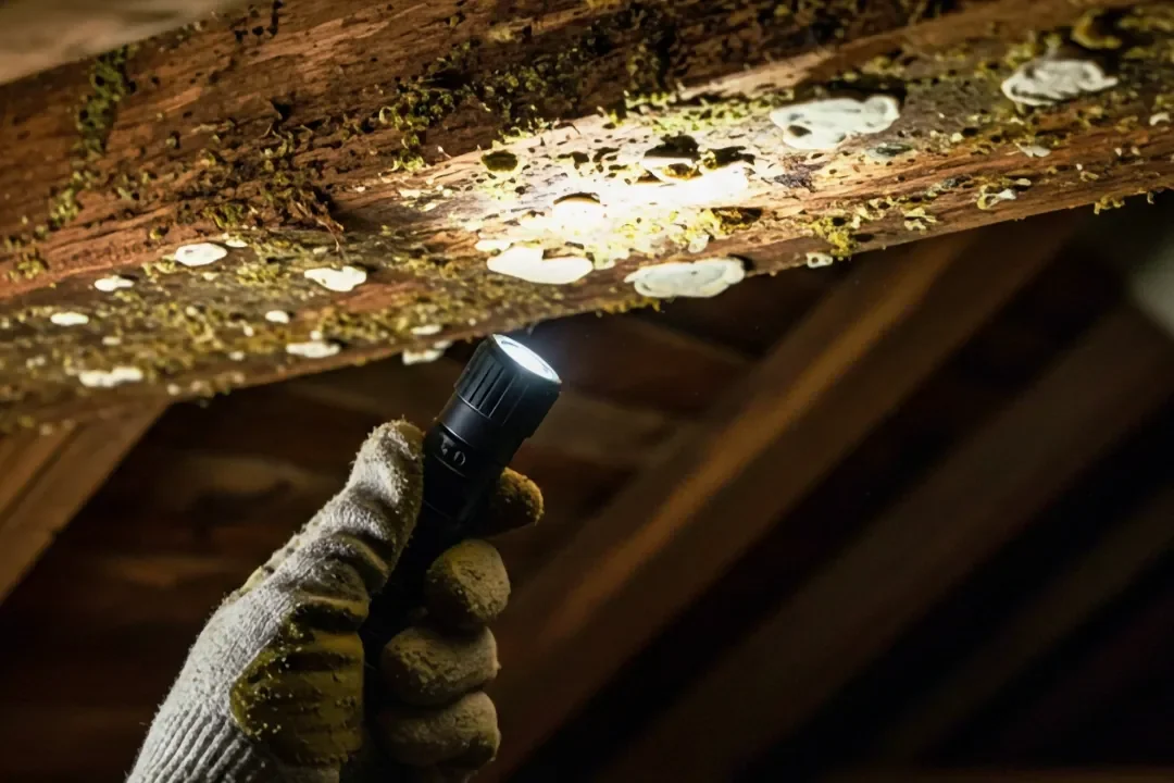 Building and Pest Inspection Bowral