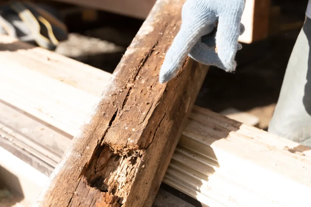 Building and Pest Inspection Campbelltown