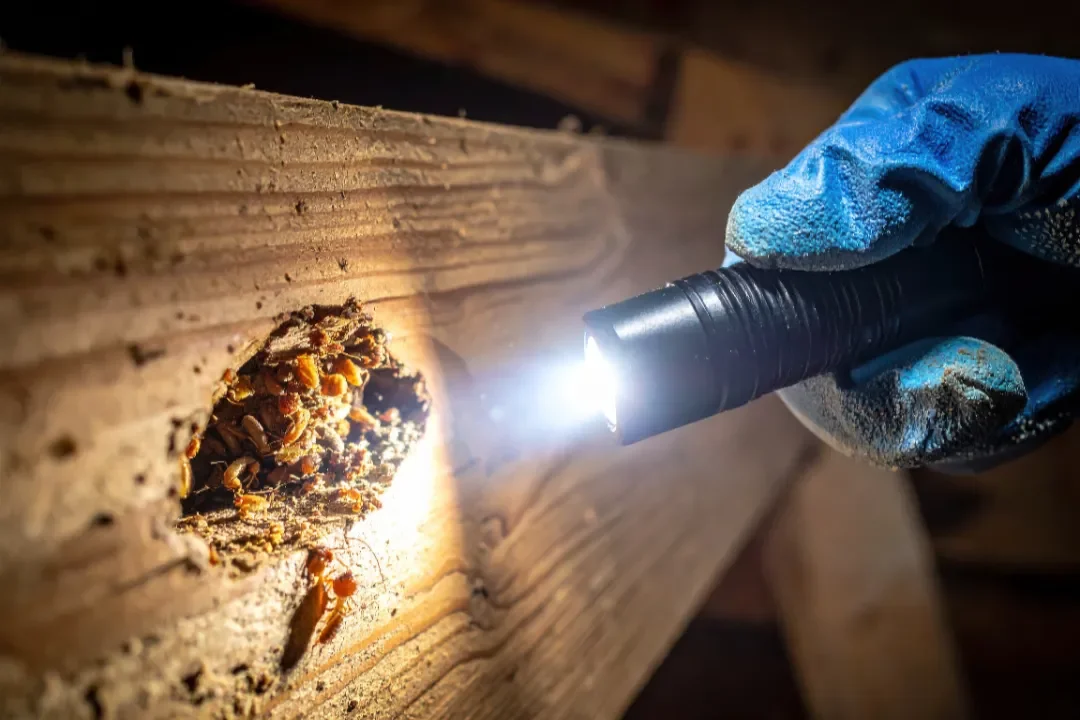 Building and Pest Inspection Wollongong