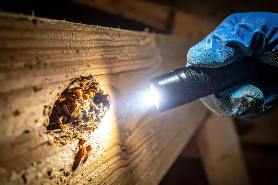 Building and Pest Inspection Bowral