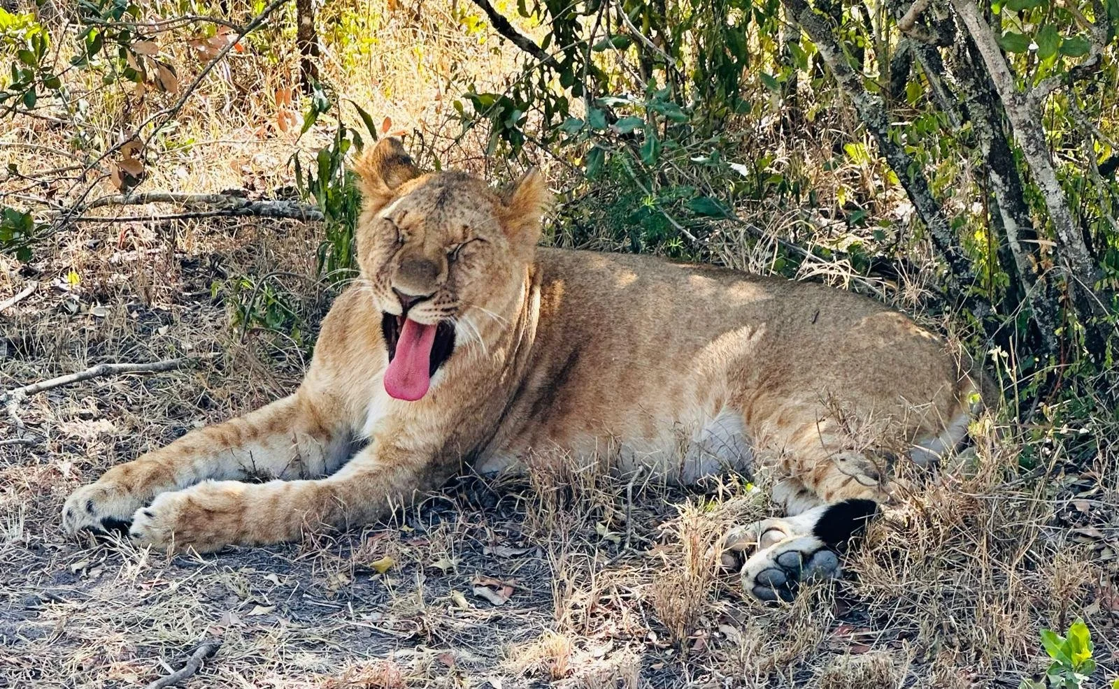 Safari at Solio Ranch or Ol Pejeta within a short drive
