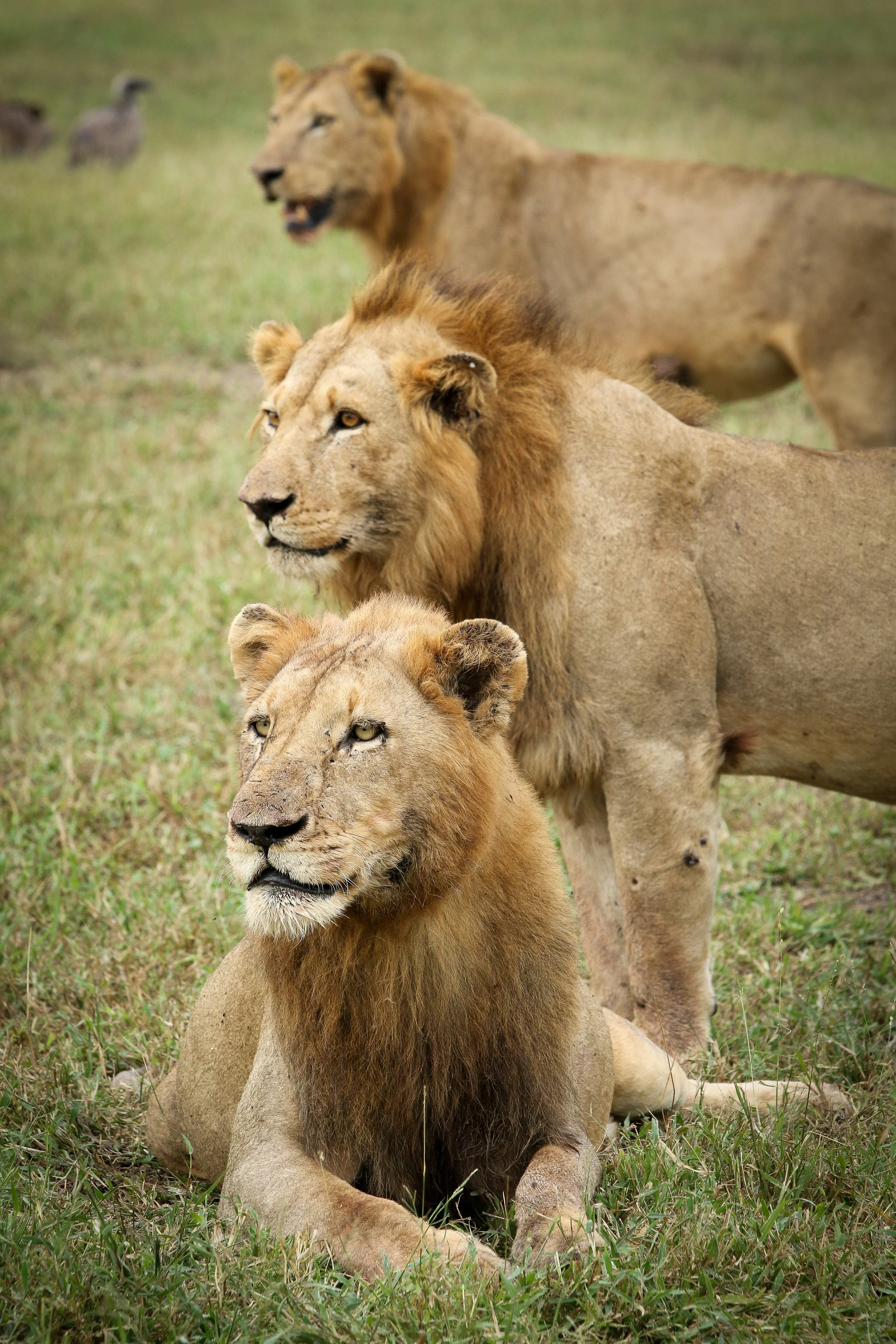 Lion   (7).jpg