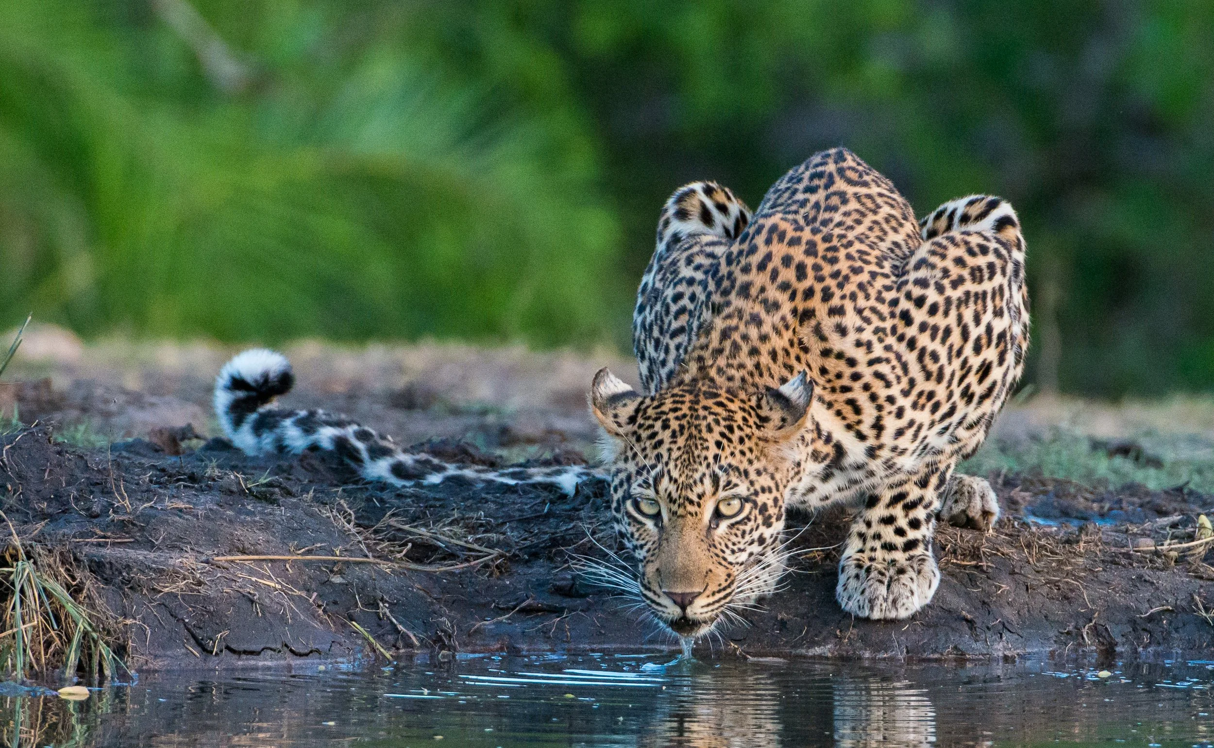 Leopard  (83).jpg