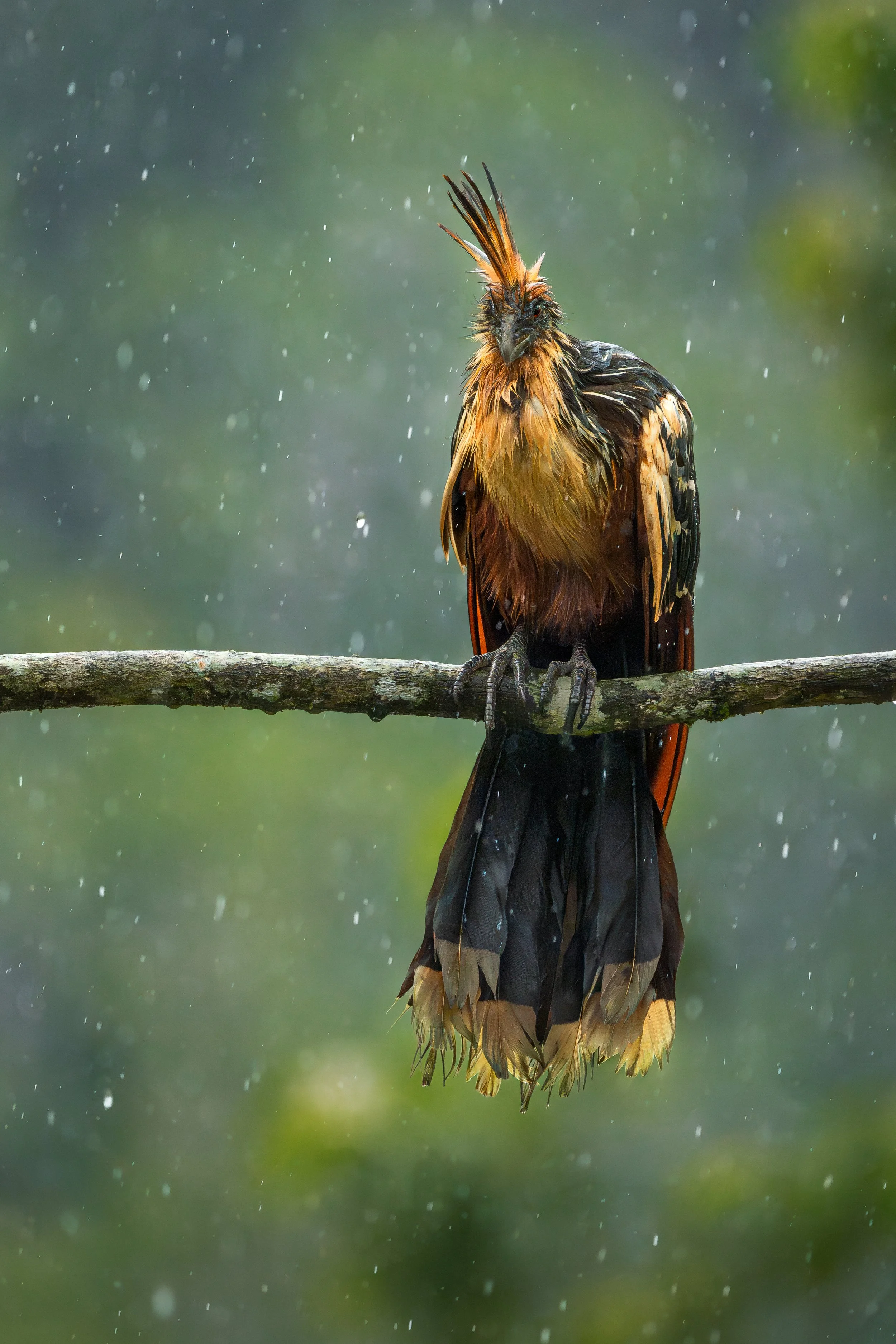 Hoatzin, Rio Napo, Ecuador