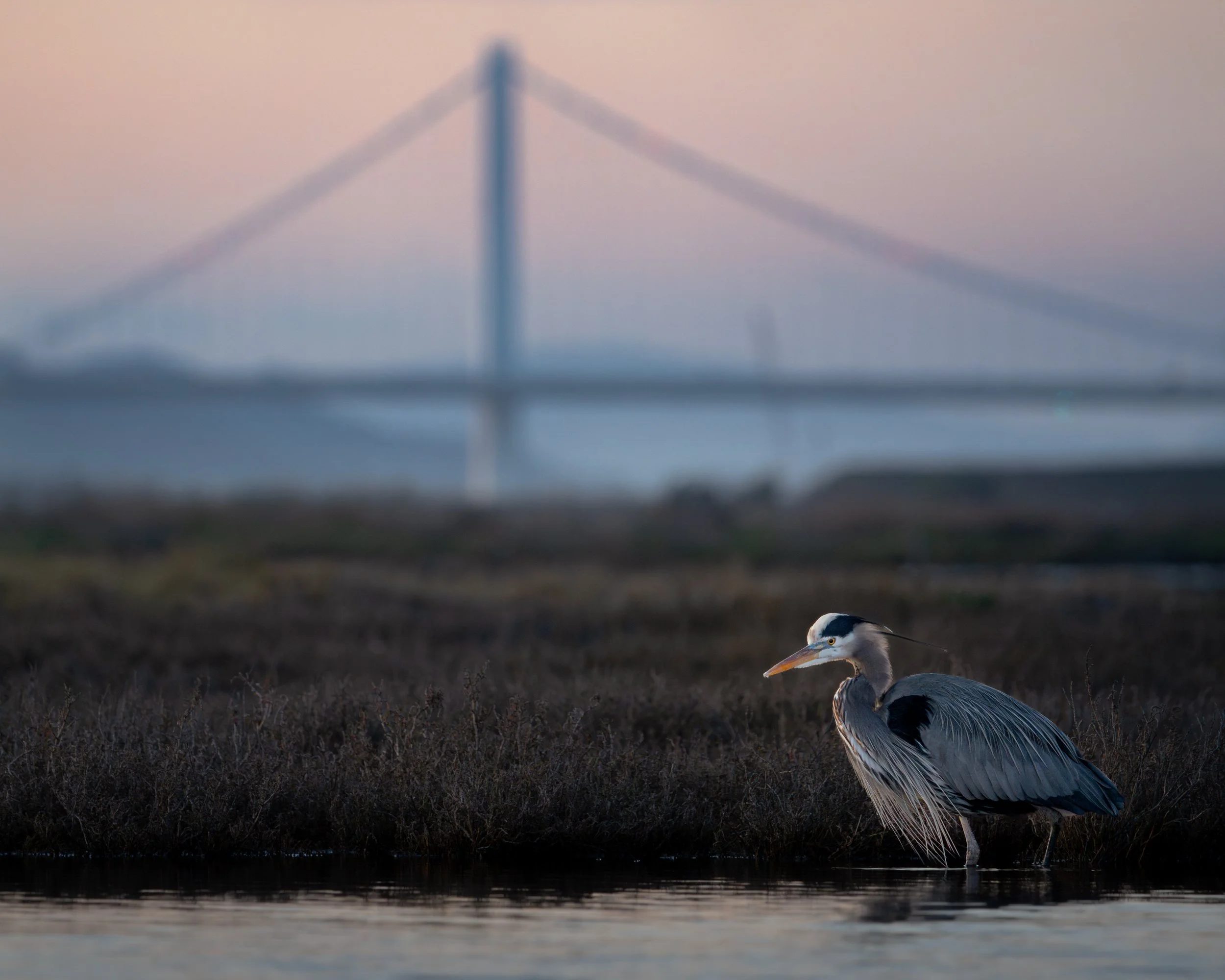 DSC00013-Enhanced-NR-Edit (1).jpg