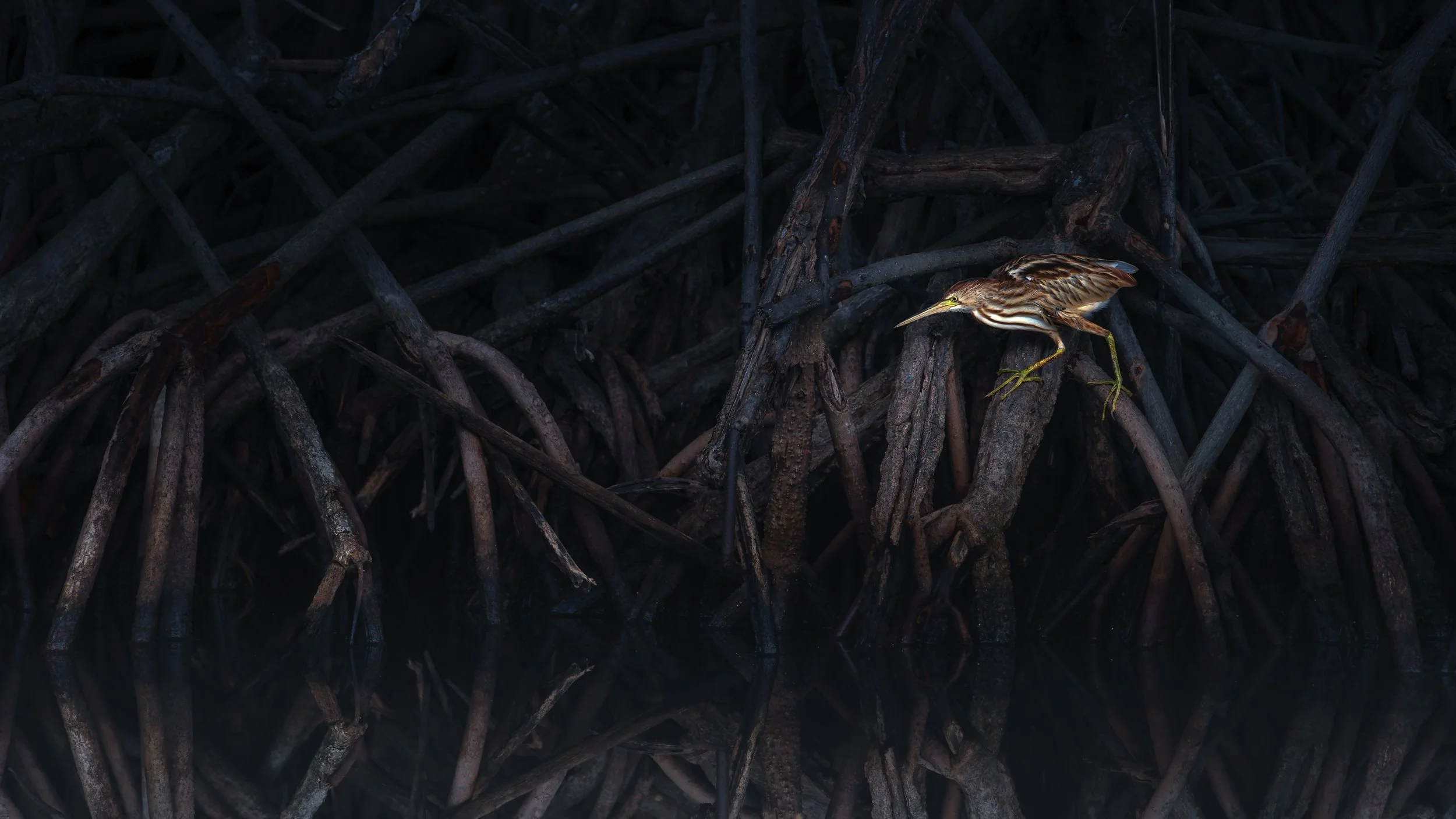 Mangrove Commuter.jpg